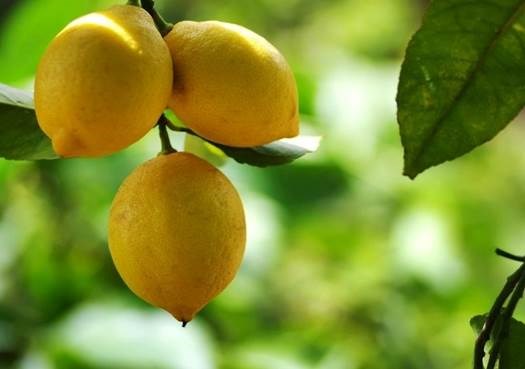 Limon