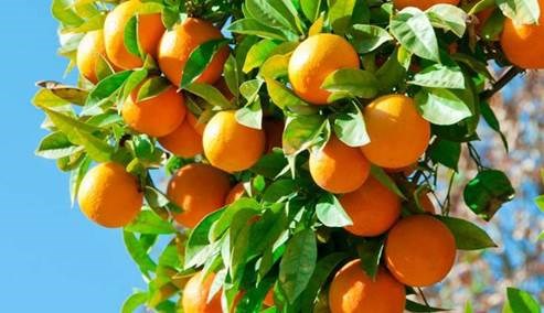Mandalina